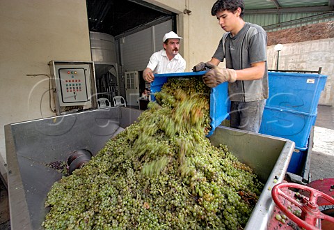 Malmsey grapes being tipped into the receiving   hopper at Henriques  Henriques Ribeira do Escrivao   Quinta Grande Madeira Portugal