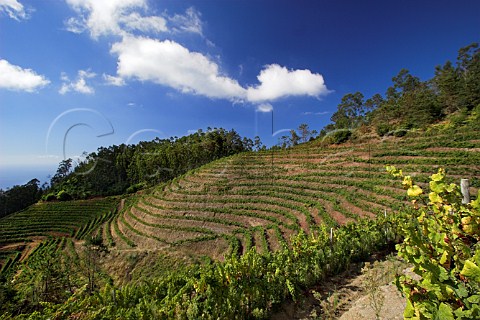 Part of the 10 Hectare vineyard of Henriques    Henriques planted mainly with Verdelho vines above   their winery at Ribeira do Escrivao Quinta Grande   Madeira Portugal