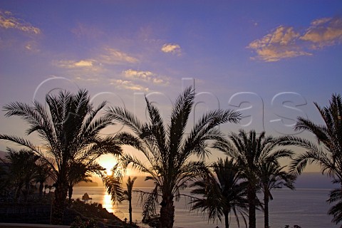 Palm trees silhouetted against the sunrise over the   Atlantic Ocean  Madeira Portugal