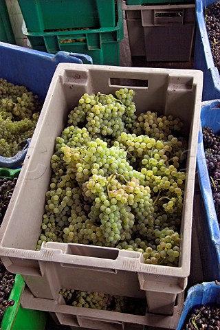 Box of Sercial grapes ready for transportation to   the Madeira Wine Companys winery  Fosrio Madeira   Portugal