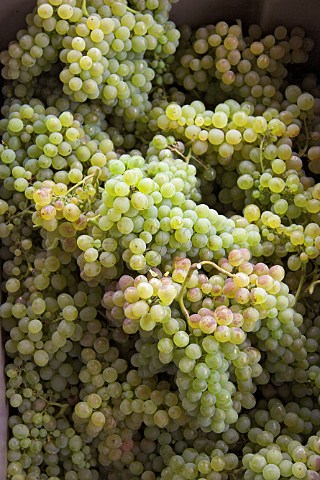 Sercial grapes ready for transportation to the   Madeira Wine Companys winery  Rosrio Madeira   Portugal