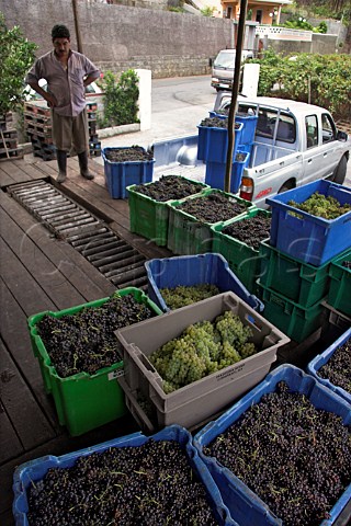 Verdelho and Tinta Negra Mole grapes ready for   transportation to the Madeira Wine Companys winery   Rosrio Madeira Portugal