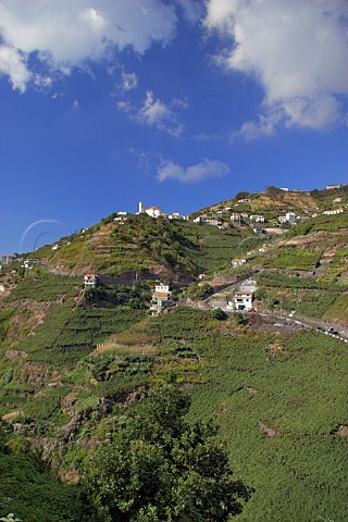 Pergola trained vineyards on steeply sloping   hillsides near Quinta Grande  Madeira Portugal