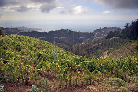 Part of the 10 Hectare vineyard of Henriques    Henriques planted mainly with Verdelho vines above   their winery at Ribeira do Escrivao Quinta Grande   Madeira Portugal
