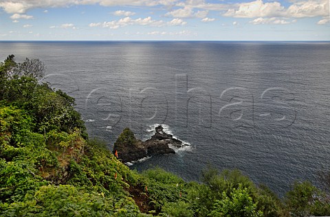 Verdelho vineyards above the sea cliffs at Seixal   on the north shore of Madeira Portugal