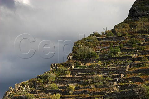 Terraced Verdelho vineyards at Porto Moniz on the north coast of Madeira  Portugal