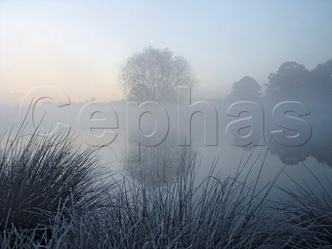 Frosty dawn at Leg of Mutton Pond Bushy Park   London  England
