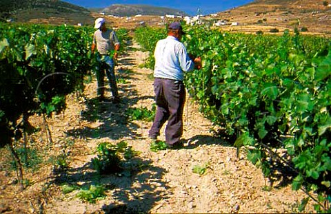 Stripping excess shoots from vines     Samos Cyclades Islands Greece