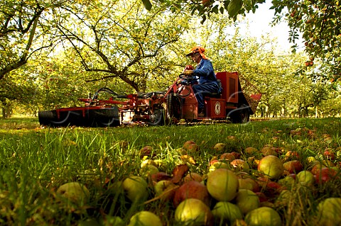 Collecting fallen cider apples Stewley Orchard   near Taunton Somerset England