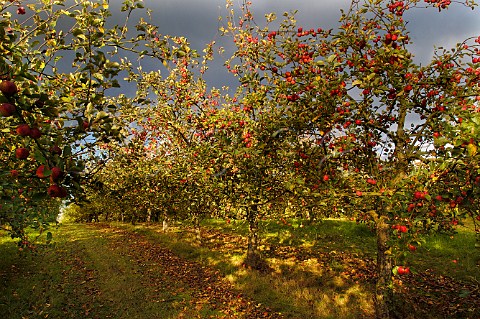 Ripe cider apples on trees in Stewley Orchard near   Taunton Somerset England