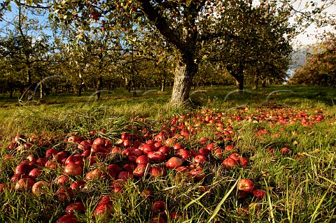 Ripe cider apples on the ground in Stewley Orchard  near Taunton Somerset England