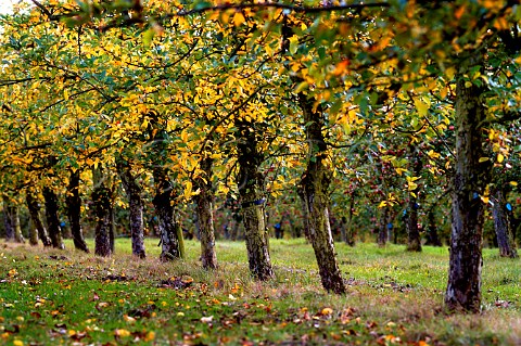 Cider apple trees in Stewley Orchard near Taunton   Somerset England