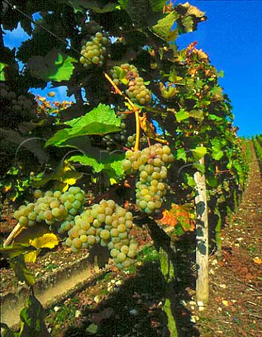Bunches of ripe riesling grapes  Escherndorf   Bavaria Germany  Franken