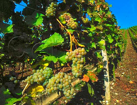 Bunches of ripe riesling grapes  Escherndorf   Bavaria Germany  Franken