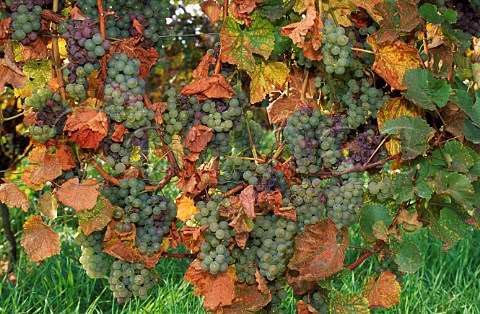 Silvaner grapes  Franken Germany