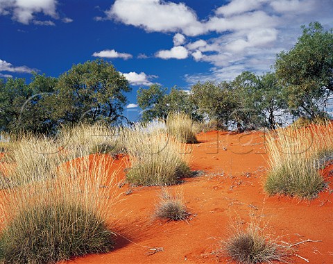 Spinifex grass on orange sand dune in southwestern   Queensland Australia