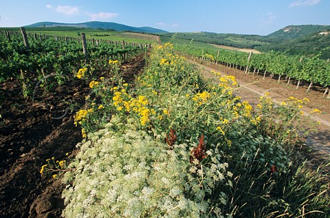 Vineyards on Flat Hill SikHegy near Eger   Hungary    Eger