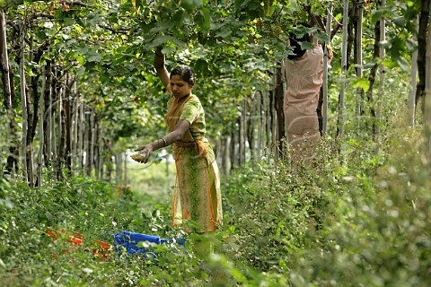 Harvesting grapes of Sula Vineyards Nasik   Maharashtra province India