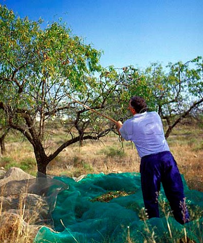 Harvesting almonds at Cintrunigo Navarra Spain