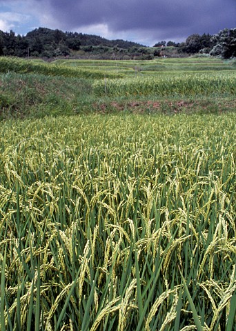 Terraced rice fields Nagano Prefecture Japan