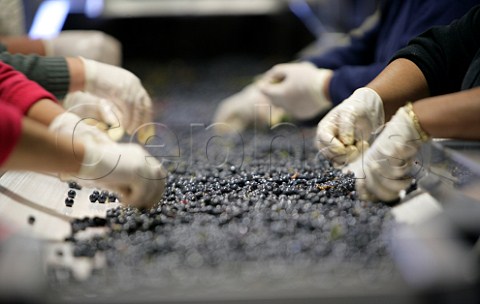 Hand sorting of harvested Cabernet Sauvignon grapes   at Beaulieu Vineyards winery Rutherford Napa   Valley California