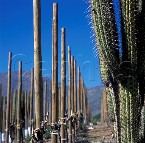 Cactus in vineyard of Errazuriz Panquehue Chile  Aconcagua Valley