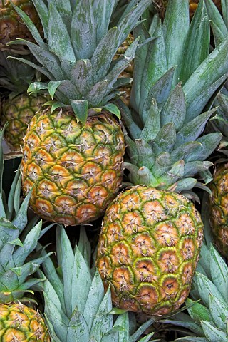 Pineapples on sale in Salisbury market Wiltshire   England
