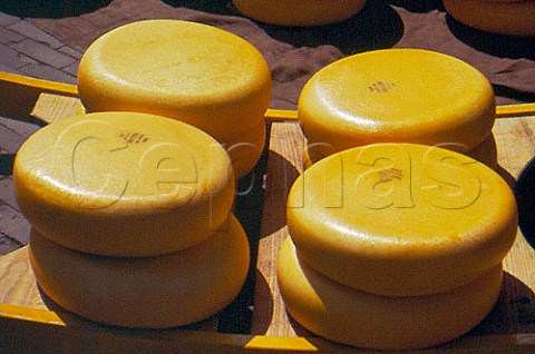 Cheese wheels on a berrie during a   display of cheesebearing  Alkmaar   NoordHolland Netherlands