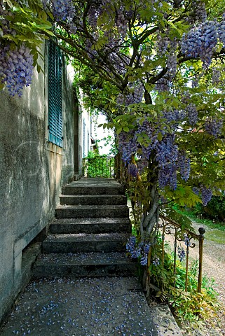 Stone steps with ornate metal balustrade leads to a   typical French house shaded by spring Wisteria Hautes Ctes de Nuits Cte dOr France