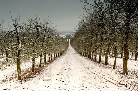 Apple trees in the snow at Almondsbury Cider   orchard supplier of apples to Gaymers Cider     Gloucestershire England