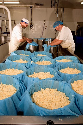 Filling cloth lined presses with curd during the   making of Traditional Farmhouse Cheddar Cheese    Westcombe Dairy Evercreech Somerset England