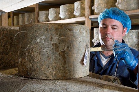 Taking samples from Traditional Farmhouse Cheddar   cheeses as they mature Westcombe Dairy Evercreech   Somerset England