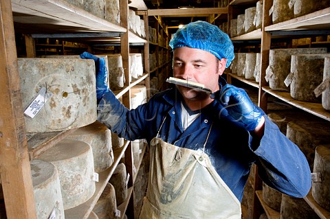 Taking samples from Traditional Farmhouse Cheddar   cheeses as they mature Westcombe Dairy Evercreech   Somerset England