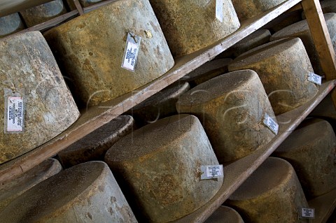 Racks of Traditional Farmhouse Cheddar cheeses   maturing at Westcombe Dairy Evercreech Somerset   England