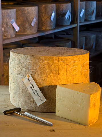 Traditional Farmhouse Cheddar cheeses maturing at   Westcombe Dairy Evercreech Somerset England
