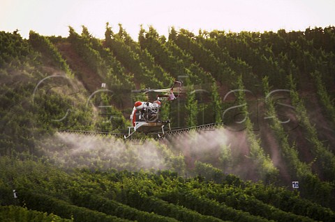 Spraying vines in Rosenberg vineyard Reinsport   Germany  Mosel