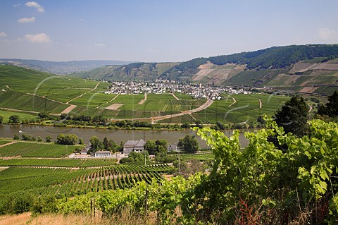 Vines in Klostergarten vineyard overlooking the   Mosel River with Trittenheim in the distance    Germany  Mosel