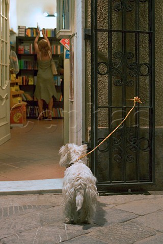 Dog tied up outside bookshop  Liguria Italy