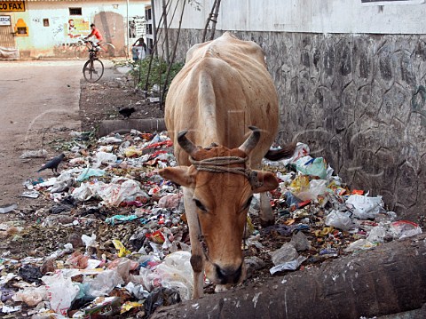 Cow standing amongst refuse by roadside Chennai  Madras India