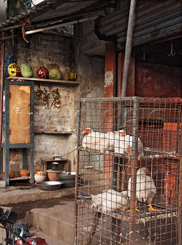 Live chickens for sale Chennai Madras India