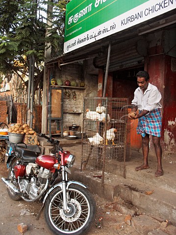 Live chickens for sale Chennai Madras India