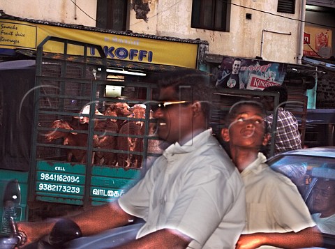 Street Life at dusk  Goats being transported in   busy traffic Chennai Madras India