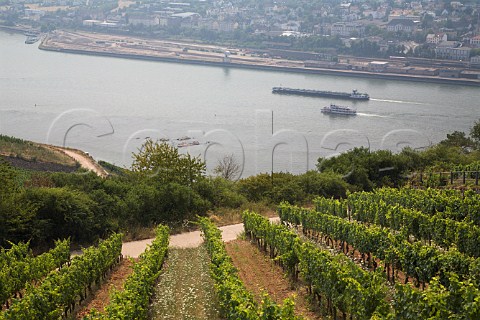Drackenstein vineyard and the Rhine River   Rdesheim Germany  Rheingau