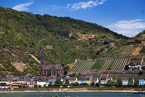 Schlossberg vineyard above Lorch and the Rhine   Germany Rheingau
