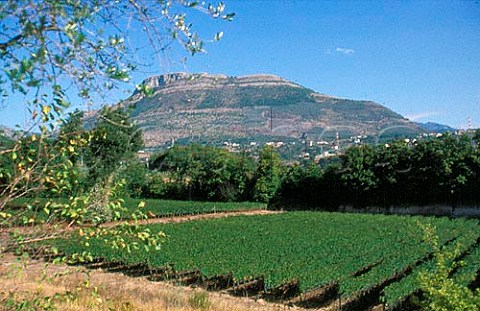 Vineyards of Montevetrano winery   San Cipriano Picentino Salerno   Campania Italy