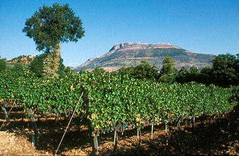 Vineyards of Montevetrano winery   San Cipriano Picentino Salerno   Campania Italy