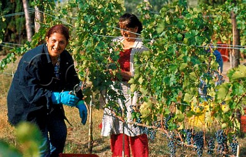 Harvesting in vineyard of Galardi   winery San Carlo Campania Italy