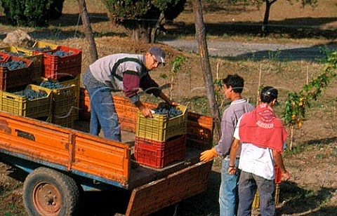 Harvesting in vineyard of Galardi   winery San Carlo Campania Italy