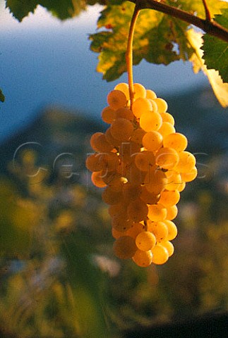 Bunch of Biancolella grapes Ischia Campania Italy