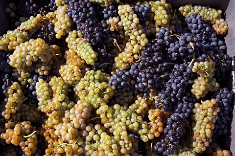 Syrah and Viognier grapes harvested from La Turque   vineyard of Guigal  Ampuis Rhne France   Cte   Rtie